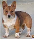 Pembroke Welsh Corgi